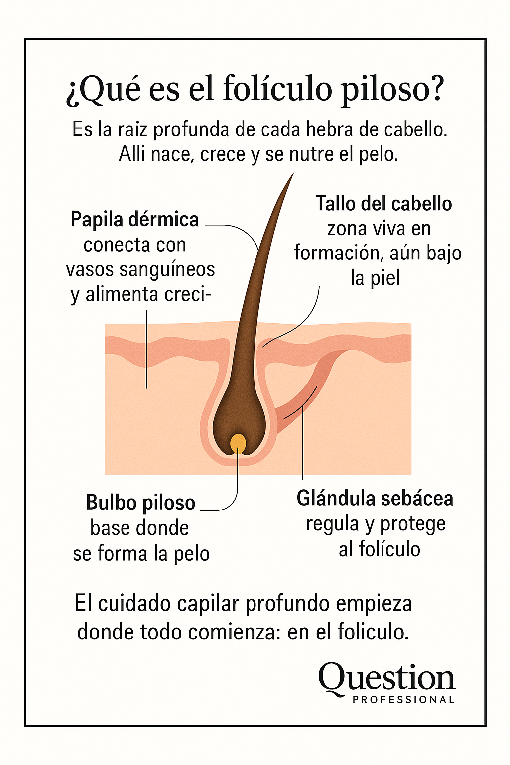 ¿Qué revela tu tipo de cabello sobre tu folículo piloso? La raíz de todo lo que ves… está en lo que no ves.